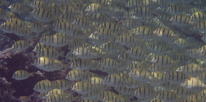 ���₷���E�X�N���Őh���E�₦���C�ɂȂ�b����l�Q�T�v���I�y����g�Q���^�u���b�gGOLD�z
���T�C�g